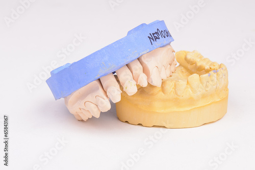 Teeth model photo