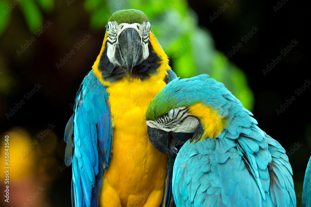 parrots