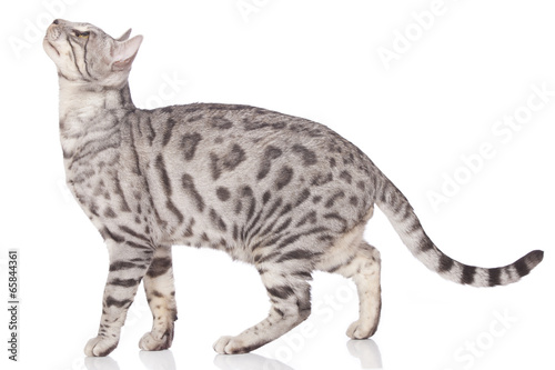 Bengalkatze seitlich stehend photo