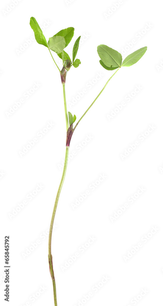Clover flower not yet in bloom isolated on white background Clover flower not yet in bloom isolated on white background