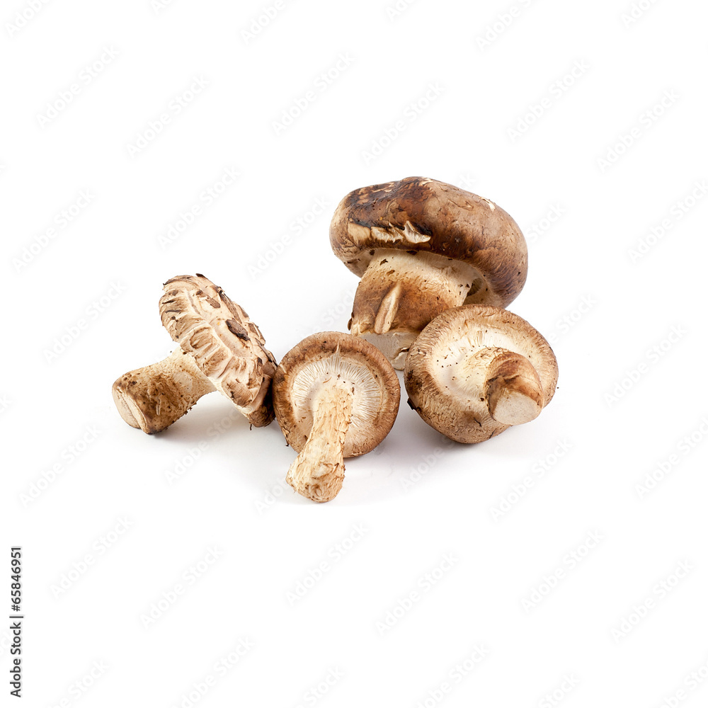 chinese mushroom chinese mushroom