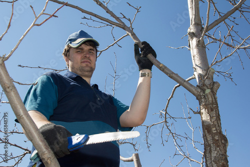 Pruning of fruit trees