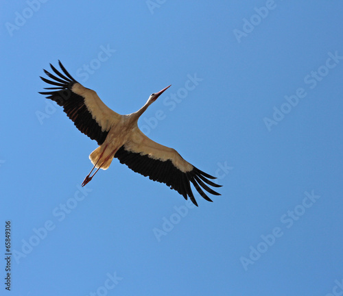 Cigogne Alsace