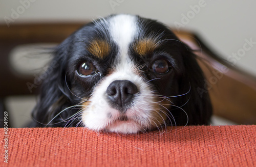 dog begging for food photo