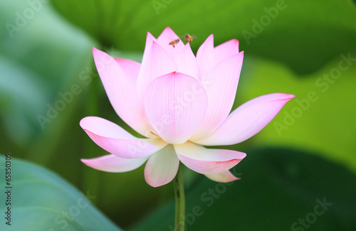 beautiful lotus blooming in pond 