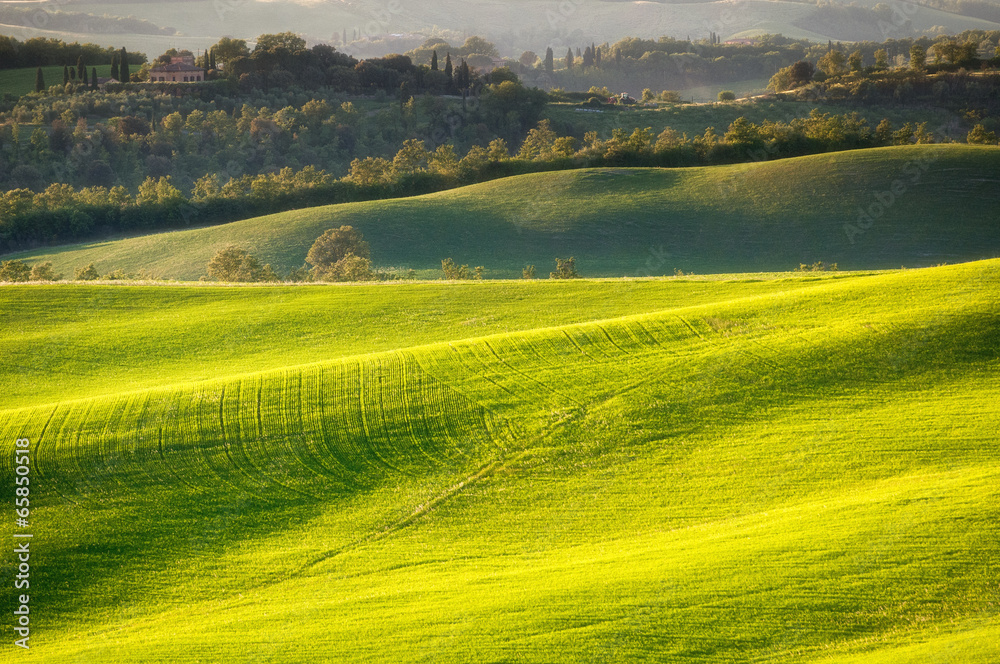 Fototapeta premium Tuscany - Italy
