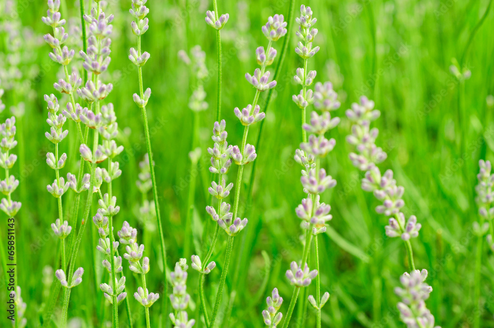 Lavender flowers Lavender flowers