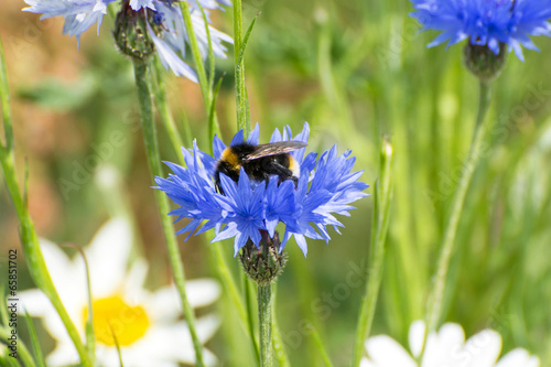 Bee on a blue cornflower