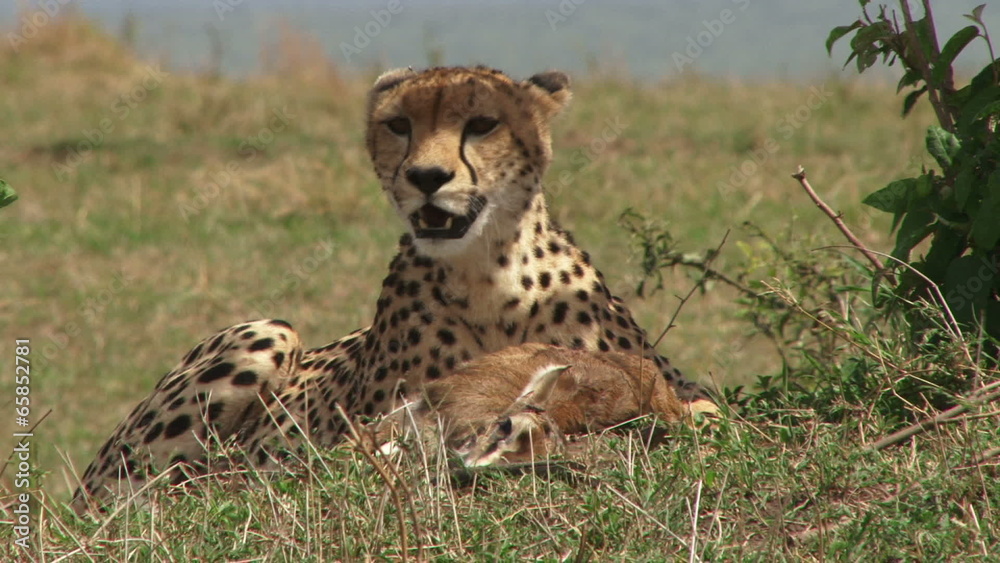 cheetah hunting a baby gazelle cheetah hunting a baby gazelle