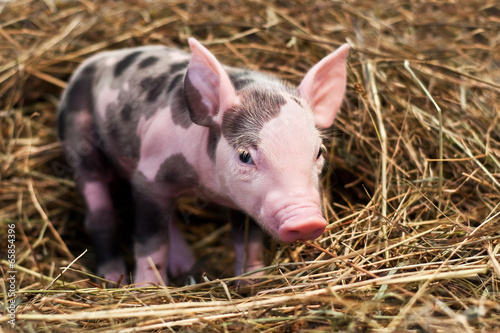 spotted pig