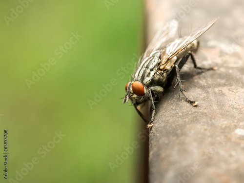 House Fly Side View Extreme Close Up