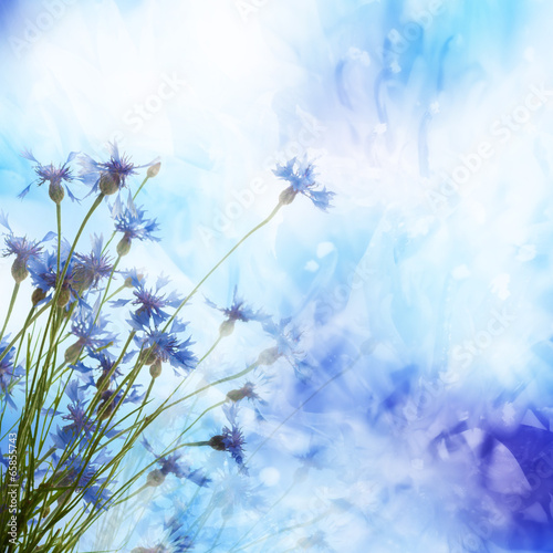 Cornflowers background