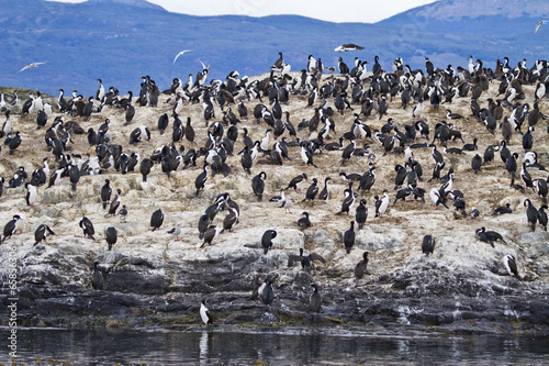 Cormorant Colony In Beagle Channel - Tierra del Fuego