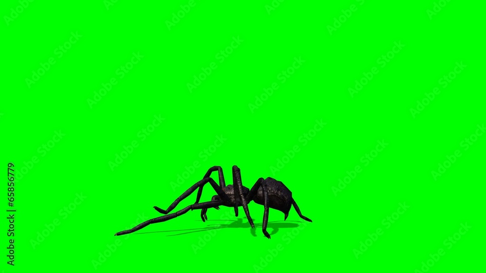 Spider walks - green screen