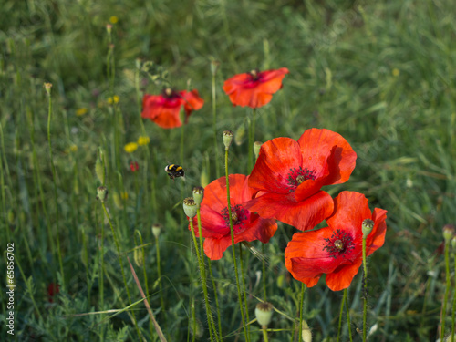 Poppies with bee, nature detail