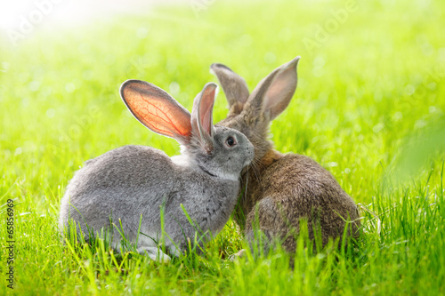 Fotografia Two rabbits