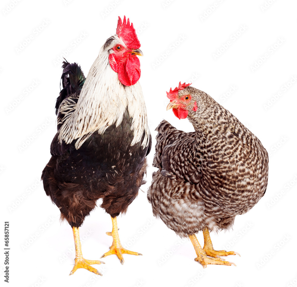Fototapeta premium Rooster and chicken on white background