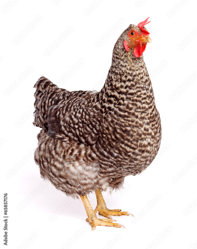 Fototapeta premium Speckled chicken