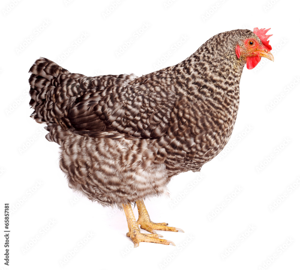 Speckled chicken