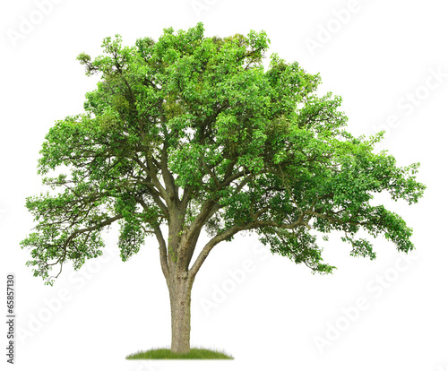 100 jähriger Birnbaum im Frühling als Freisteller