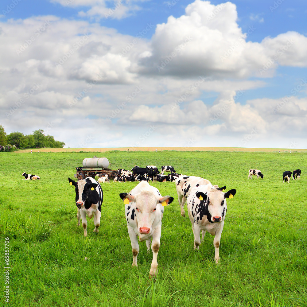 Fototapeta premium Weideplatz mit Tränkewagen