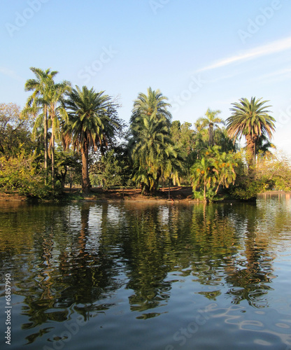 Palm paradise and reflection in the lake. Landscape.