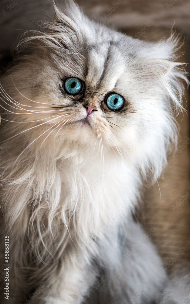 Beautiful Persian cat