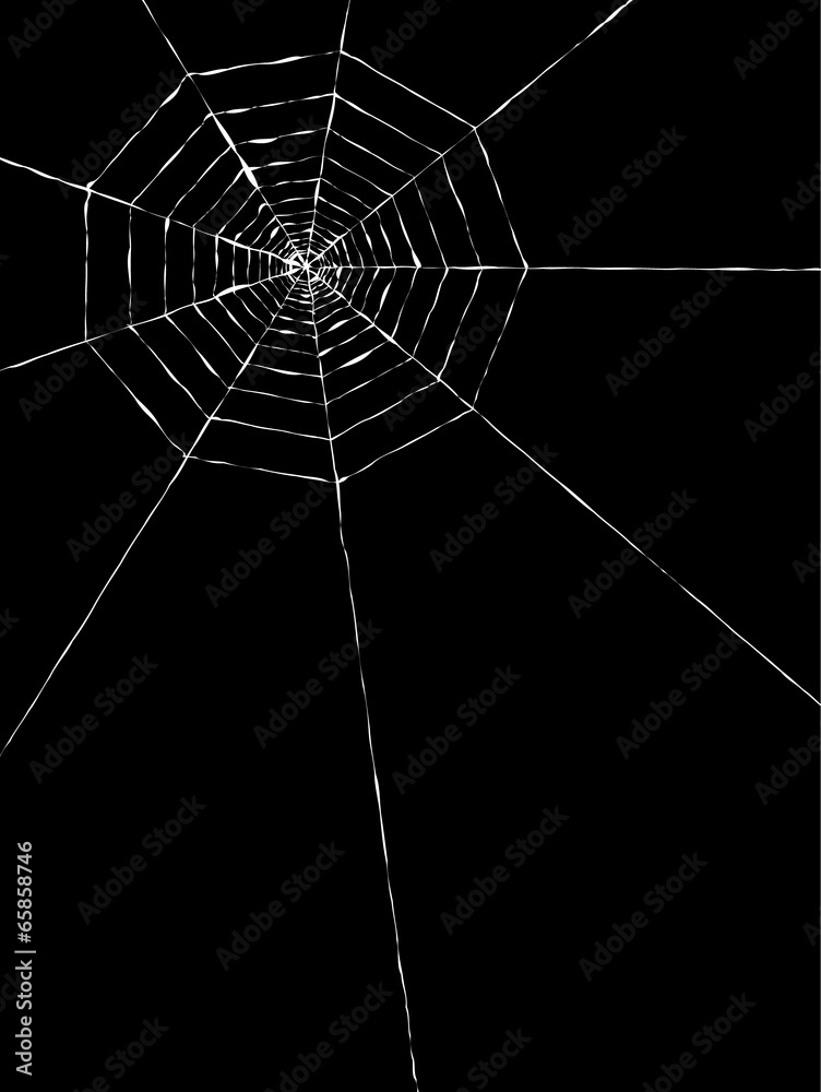 spider web
