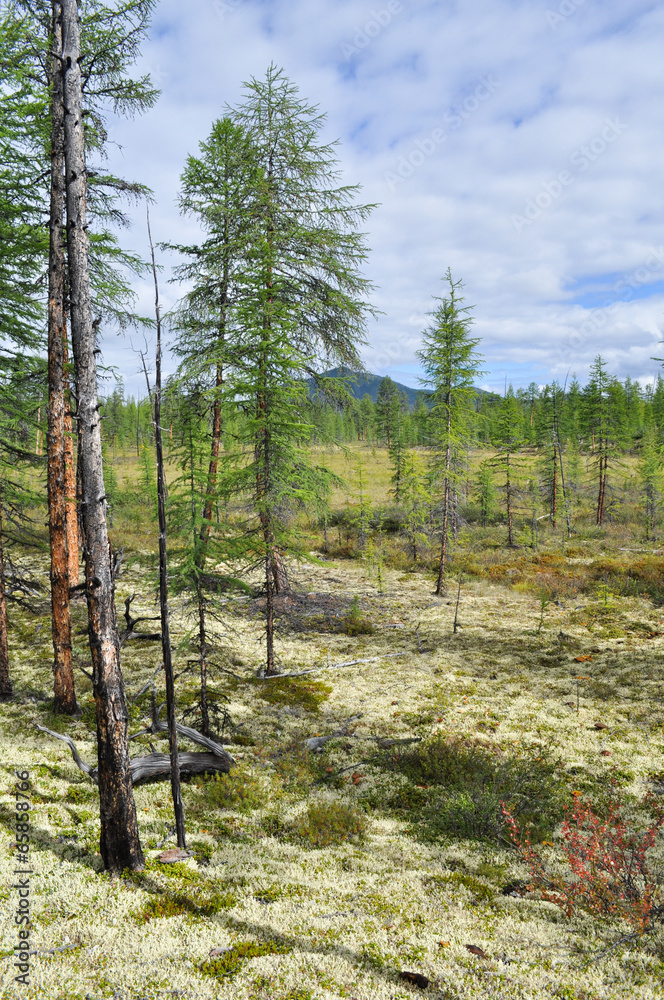 Waterlogged edge of the larch taiga in Yakutia.