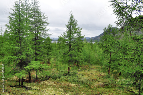 Larch taiga in the mountain region of Yakutia.