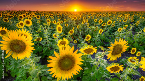 Fototapeta Naklejka Na Ścianę i Meble -  Texas Sunflower Field