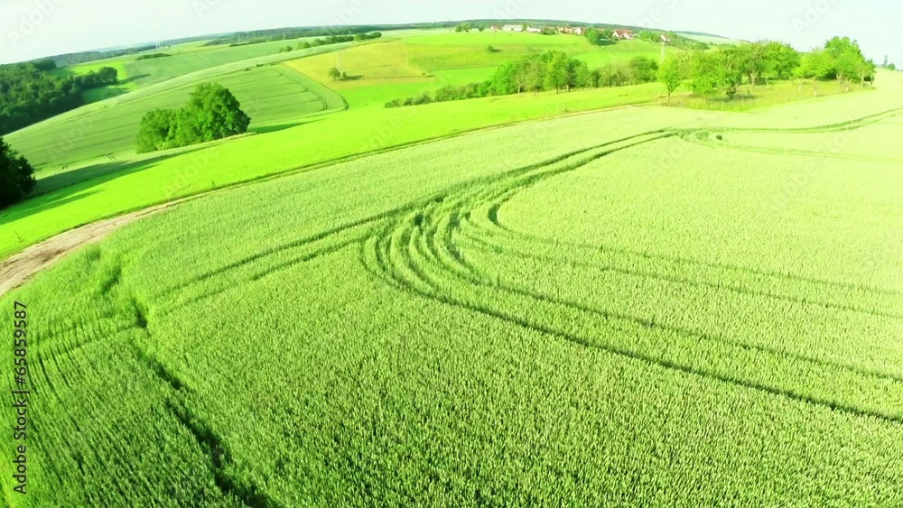 wheat field with a bird's-eye view wheat field with a bird's-eye view