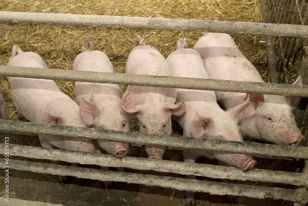 Austria, pig farming Austria, pig farming