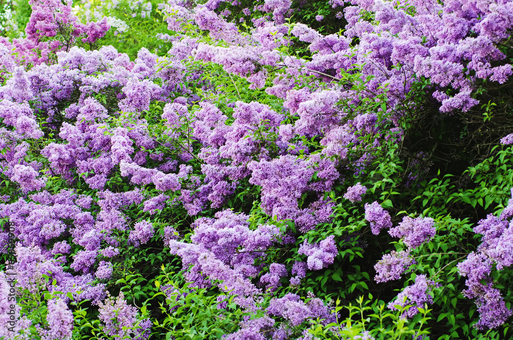Fototapeta premium Lilac flowers background