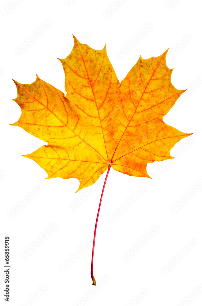 Obraz premium Maple leaf