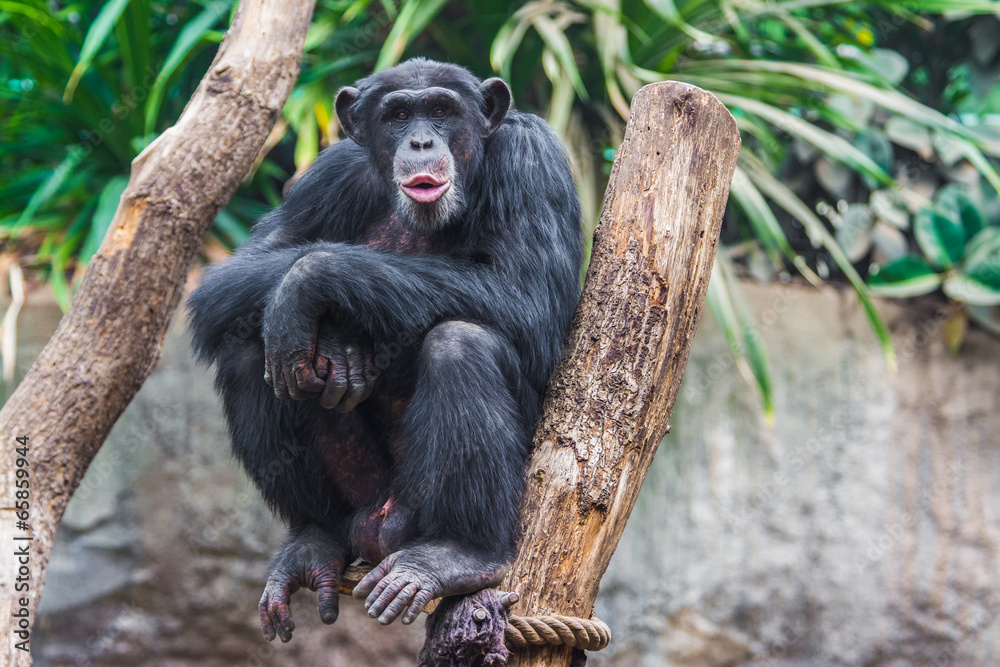 Obraz premium Western chimpanzee (Pan troglodytes verus)