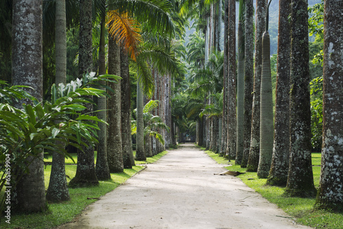 Avenue of Royal Palms Botanic Garden