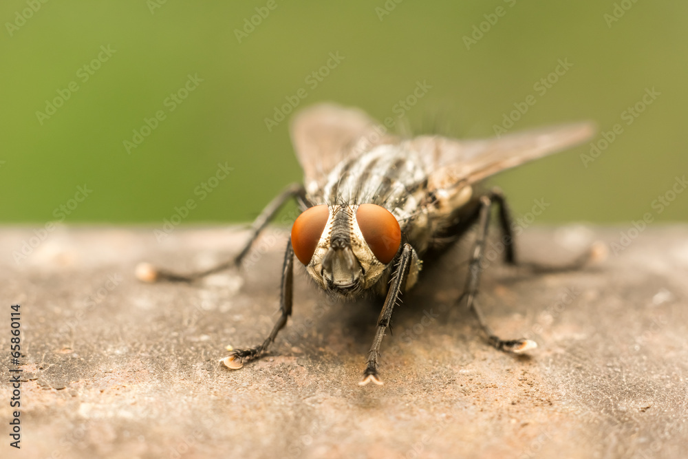 The Common Housefly The Common Housefly