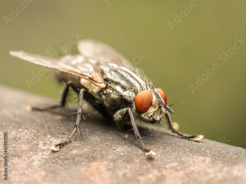 The Common Housefly