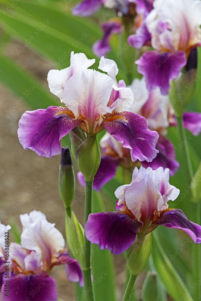 Naklejka premium iris flower