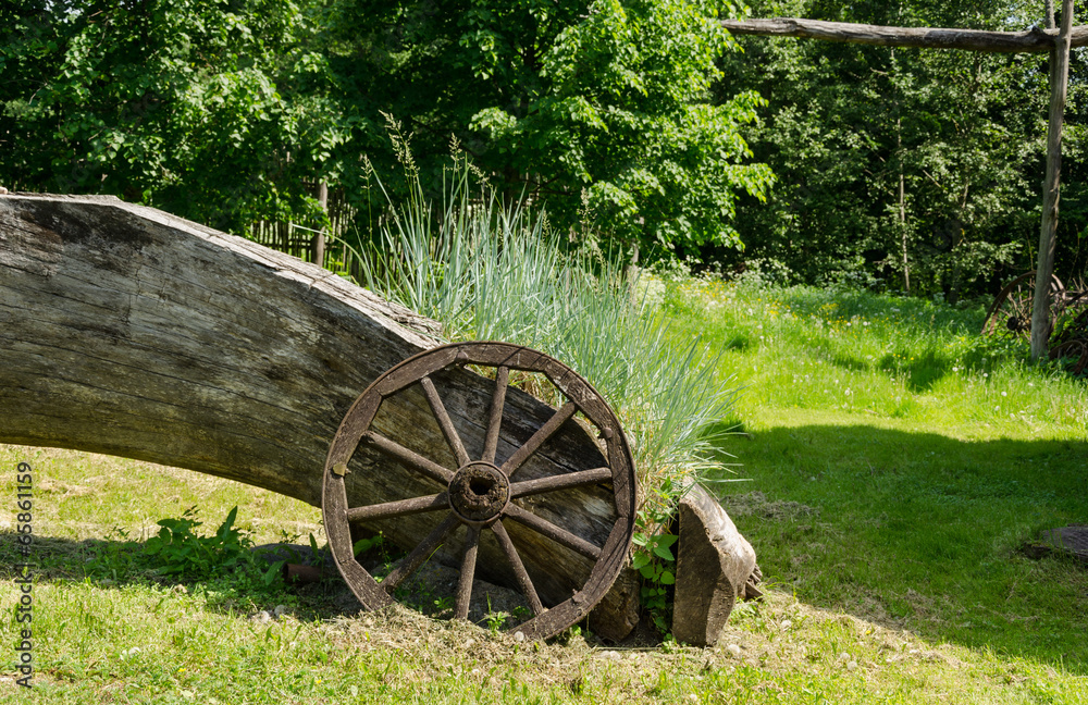 sedges grow near old wooden carriage wheel