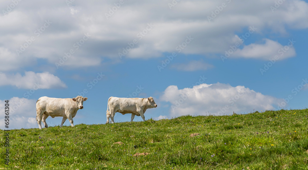 vaches au pré