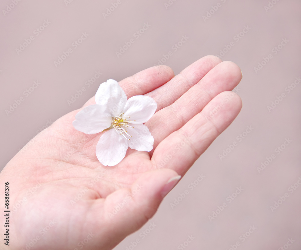桜の花と子供の手 桜の花と子供の手