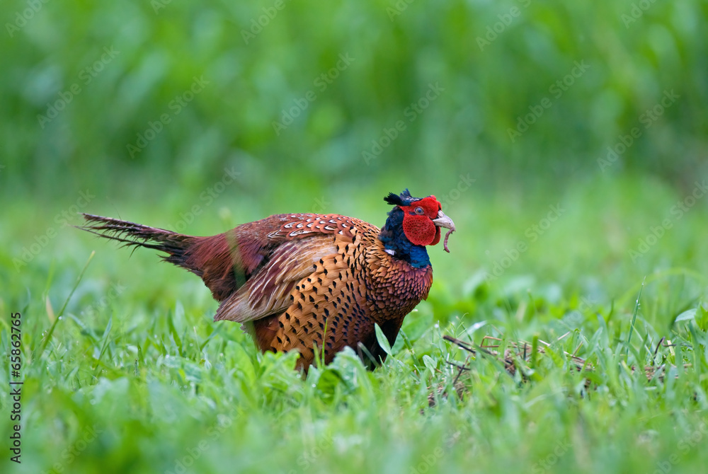 Fototapeta premium Pheasant eating worm
