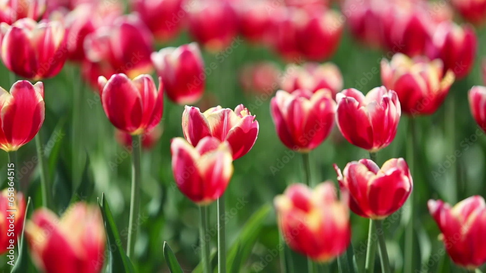 blooming red tulips with white border varieties of Leen van der blooming red tulips with white border varieties of Leen van der