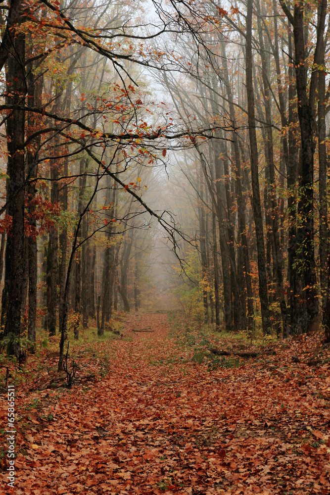 Obraz premium autumn alley