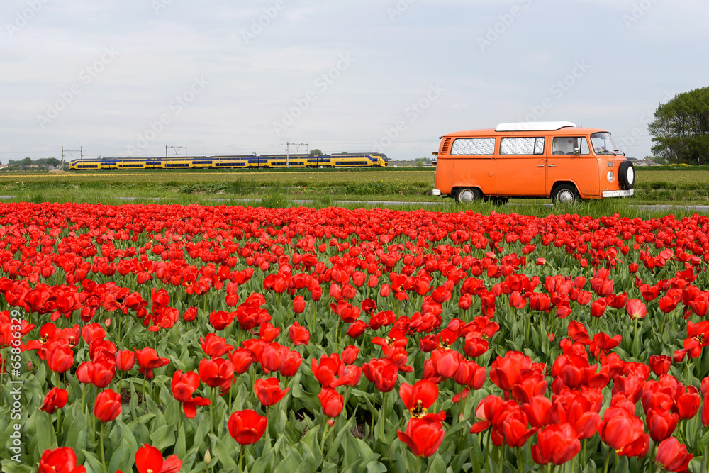 Naklejka premium Tulip field, old van and train in Netherlands