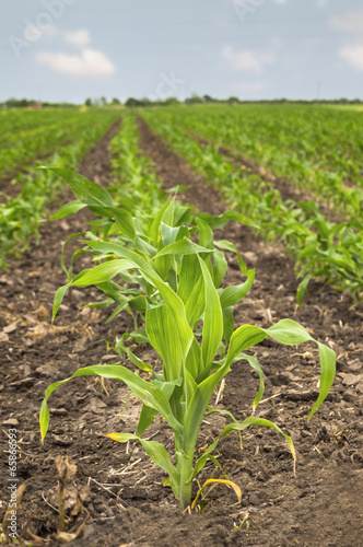 Young green corn in agricultural field in early spring.