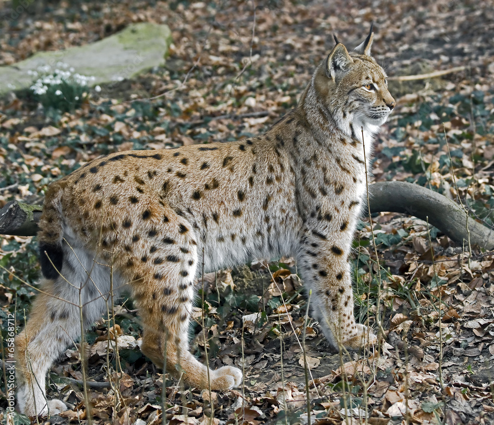 Obraz premium Lynx