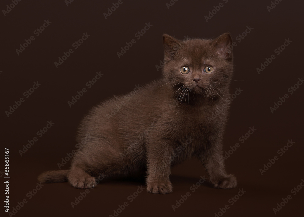young chocolate british cat on dark brown background